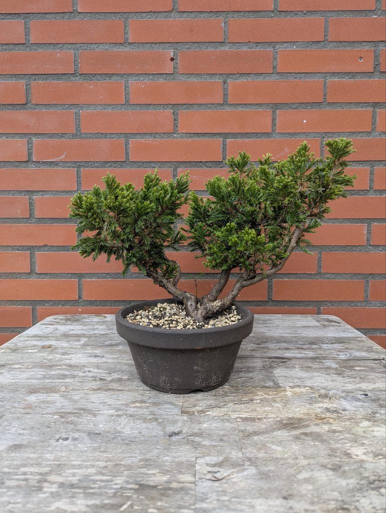 Chinese Jeneverbes Bonsai, Ophalen of Verzenden, Vaste plant