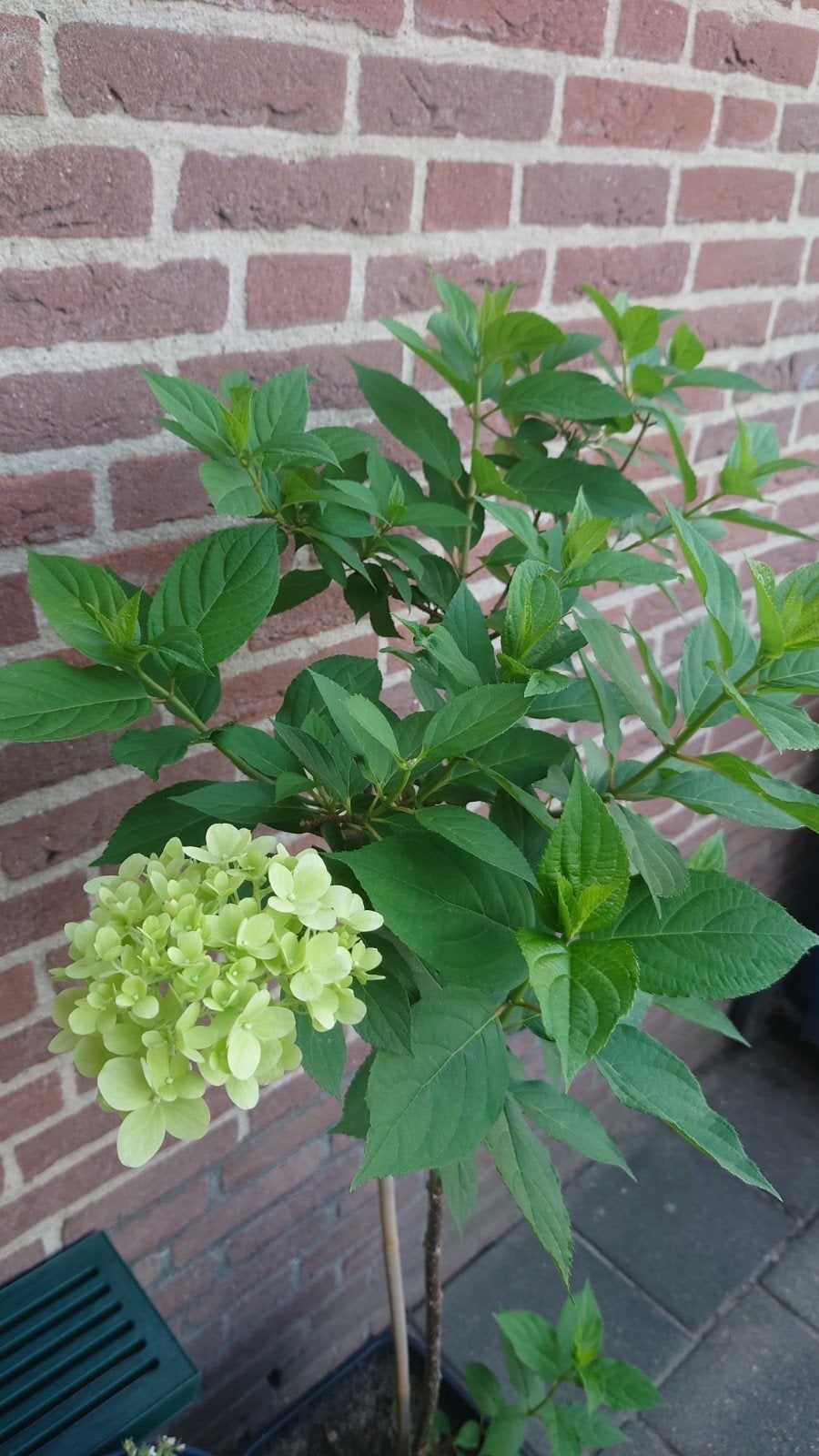 Hortensia op stam, Tuin en Terras, Ophalen, Zomer