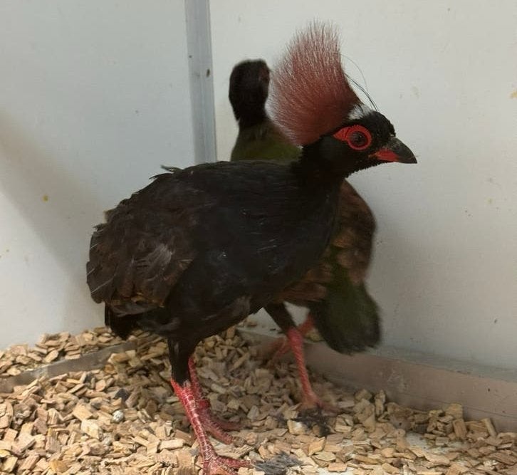 Roul roul - Rollulus rouloul, Dieren en Toebehoren, Meerdere dieren, Geringd