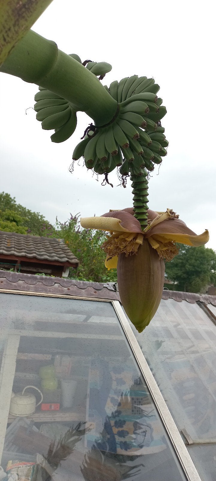 Bananenplant Buiten/Binnen Winterharde Exoot, Ophalen, Volle zon, Vaste plant, Zomer