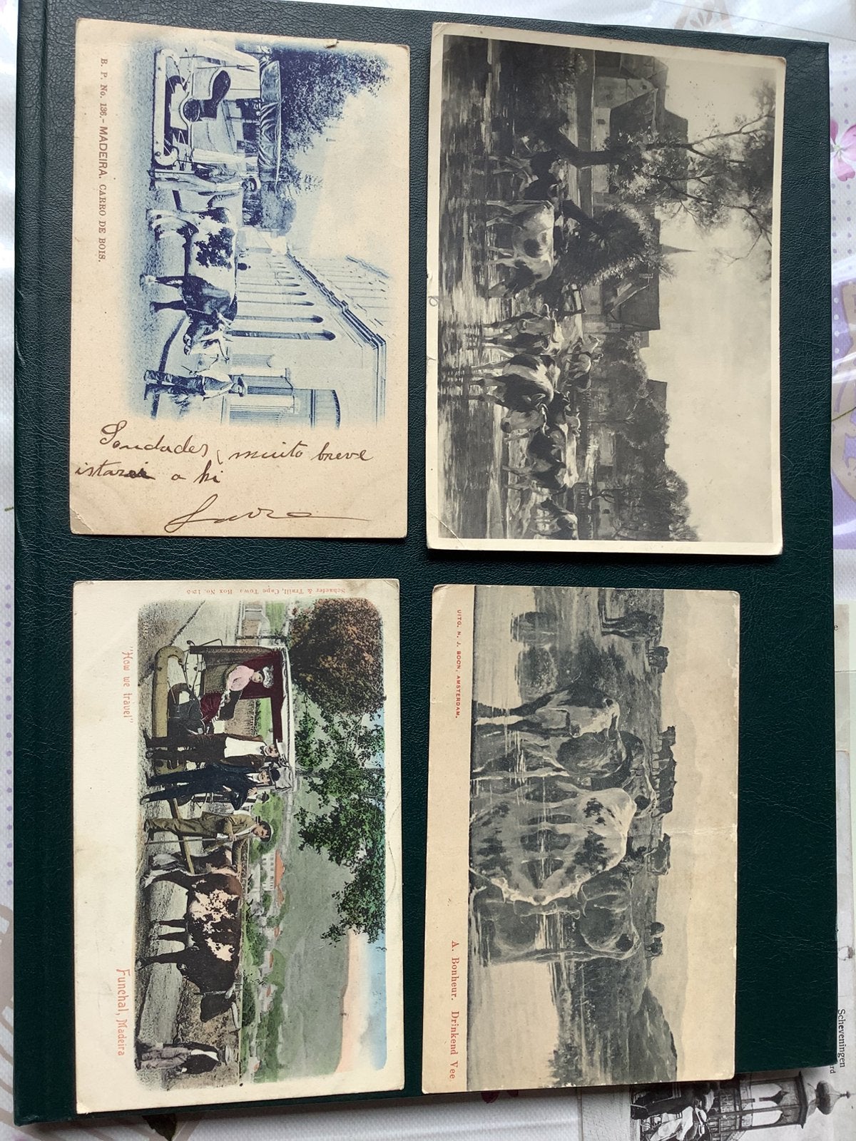 4 postkaarten koeien, Ophalen of Verzenden, Voor 1920