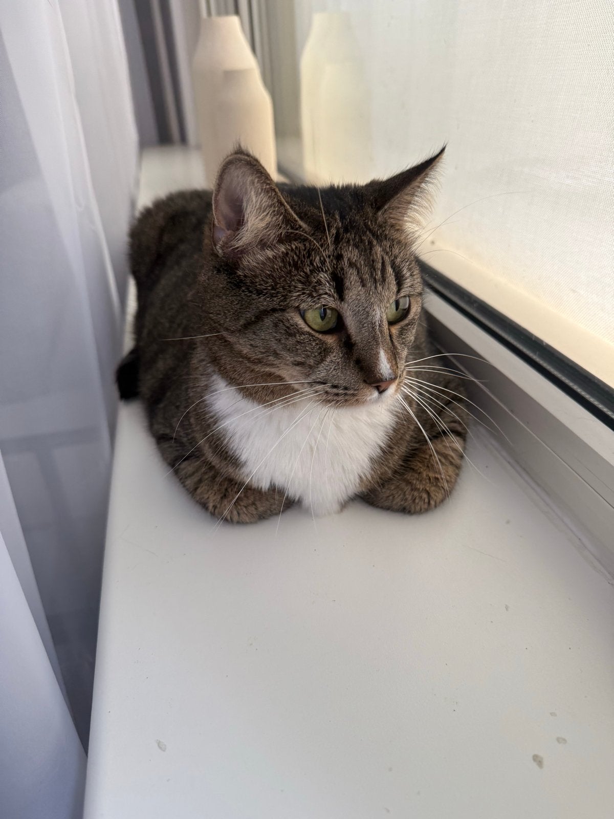 Gratis kat en poes, Meerdere dieren, Kortharig, 3 tot 5 jaar