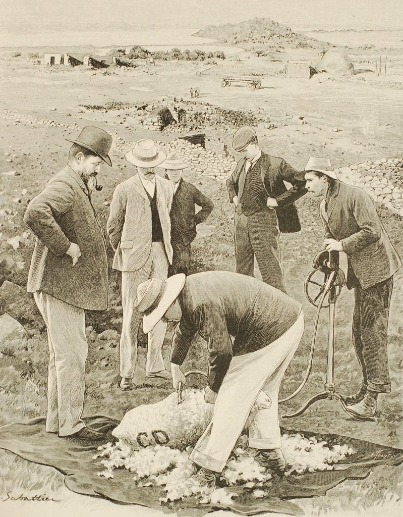 Schapen Scheren - Originele antieke illustratie uit 1904, Verzenden, Voor 1940, Zo goed als nieuw, Dier
