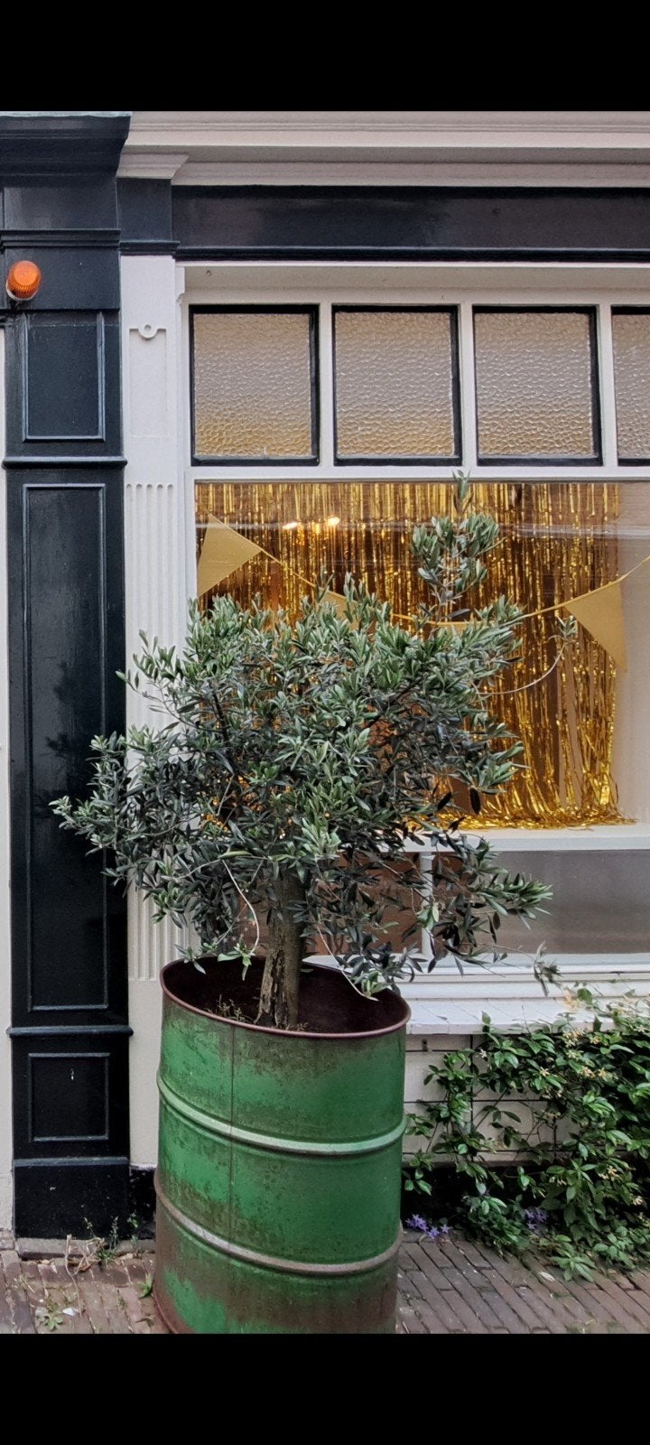 Grote olijfboom in vat - zelf ophalen en verplaatsen, Ophalen