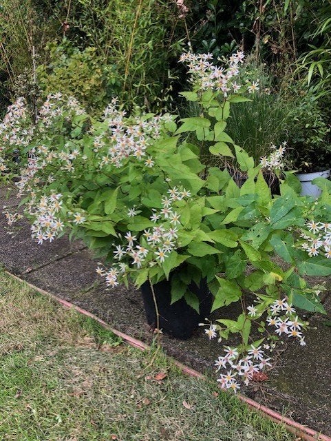 Aster tuinplant , 2 stuks. staan in de kuip . volle bos, Tuin en Terras, Planten | Tuinplanten, Vaste plant, Halfschaduw, Zomer