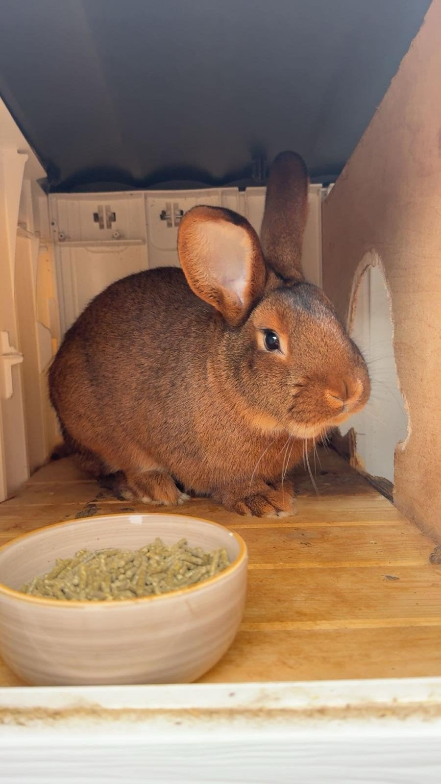 2 konijnen ras weet ik niet. zijn wel groot.bruine kleur, Dieren en Toebehoren, Konijnen, Meerdere dieren, Groot, 3 tot 5 jaar