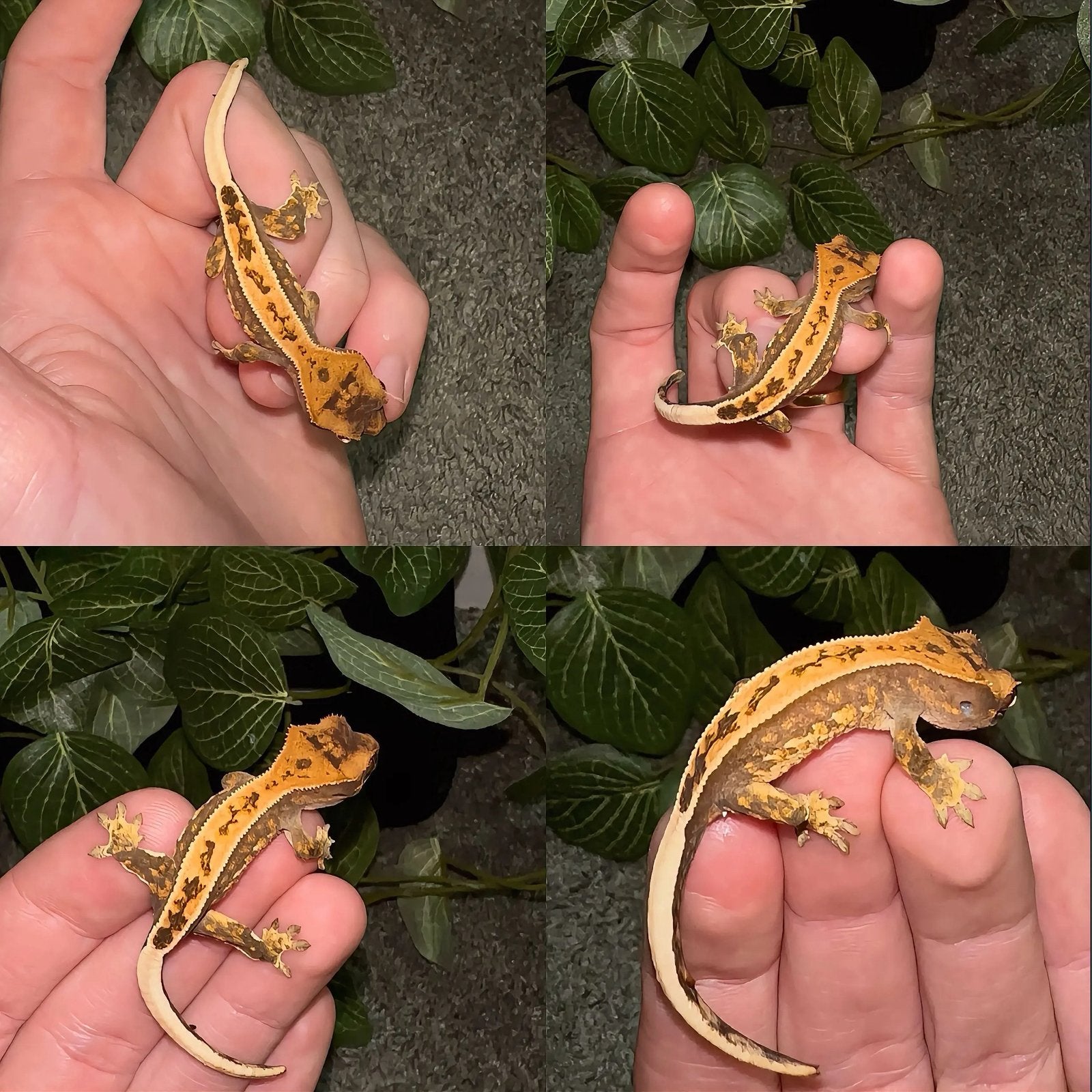 Wimpergekko baby, Hagedis, Tam, 0 tot 2 jaar