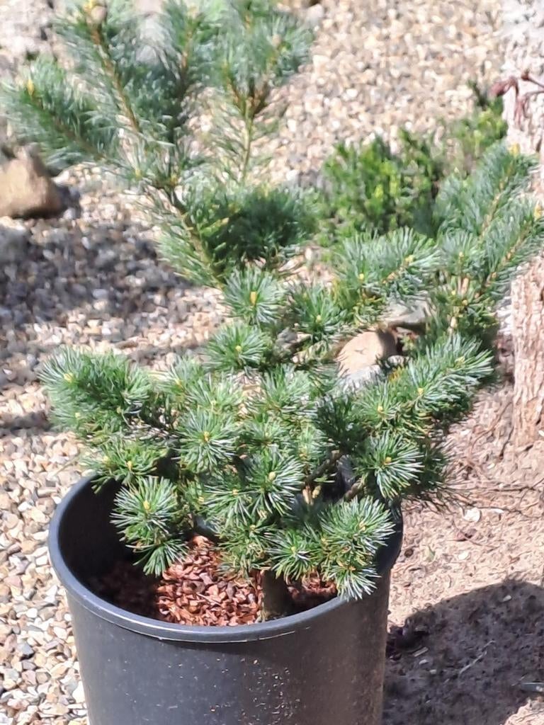 Pinus soorten en pinus tuinbonsai, Ophalen, Overige soorten, Volle zon