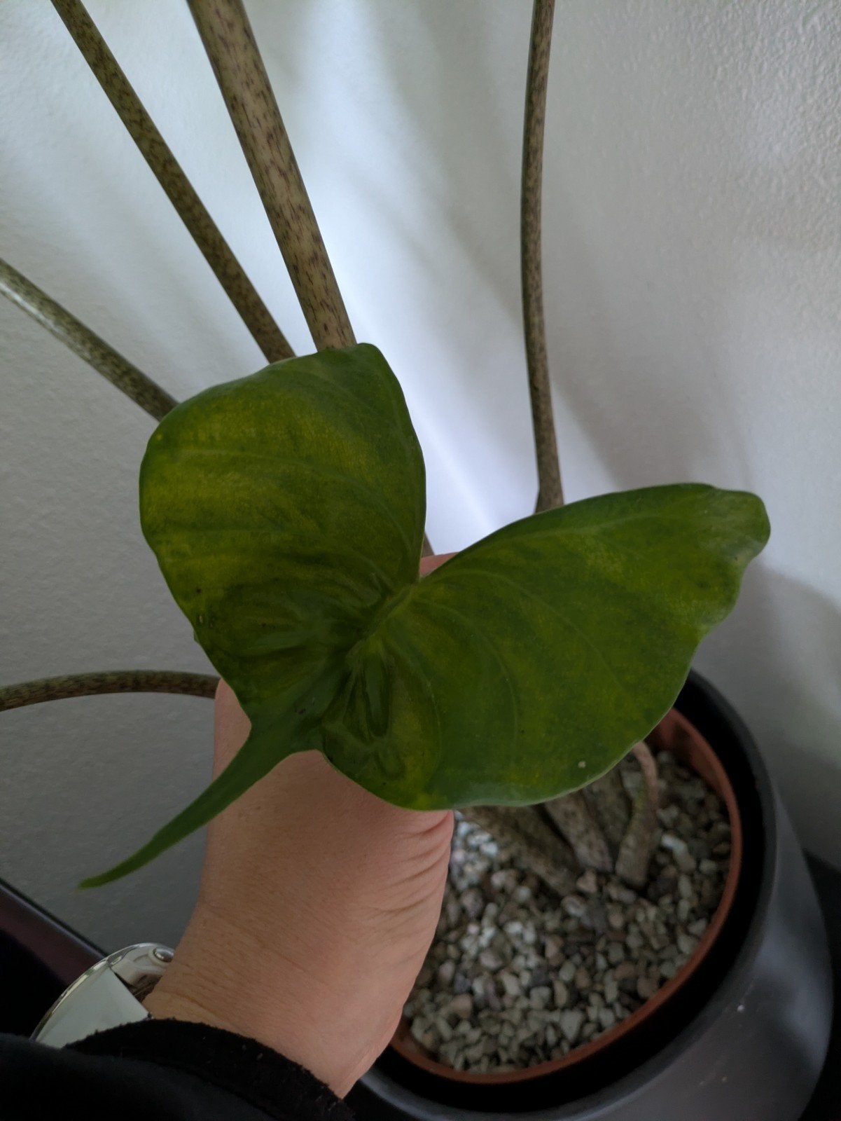 Alocasia Stingray knolletjes, Ophalen of Verzenden, Halfschaduw, Minder dan 100 cm
