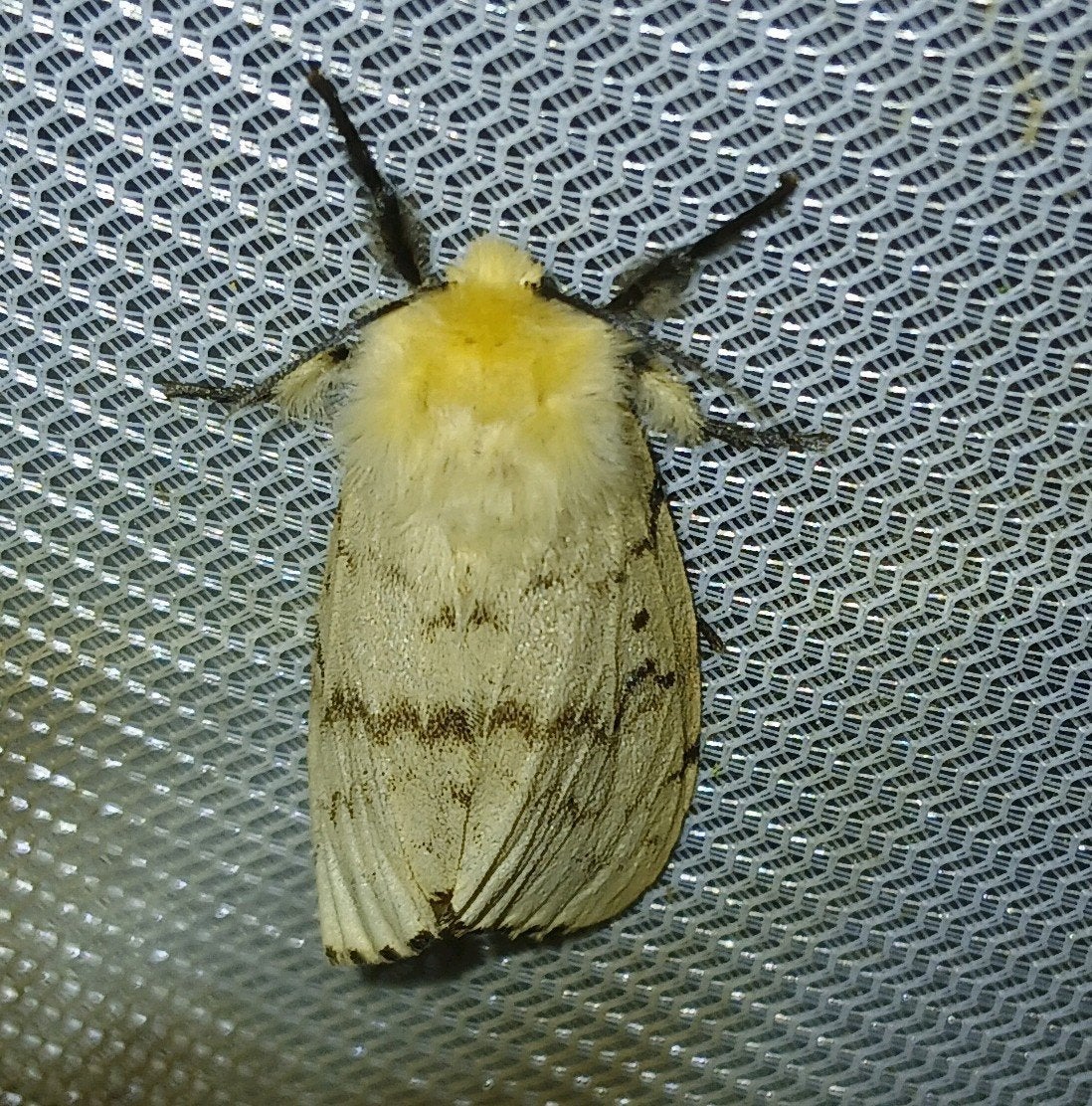 Eitjes Plakker | 400+ voor 8€, Dieren en Toebehoren, Insecten en Spinnen, Wandelende tak