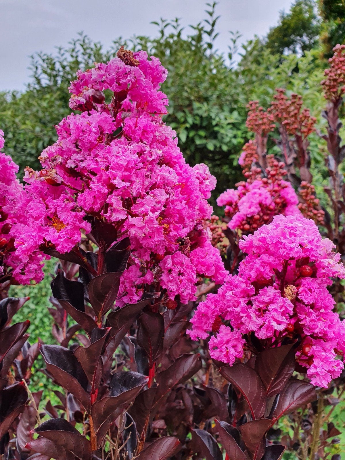 Lagerstroemia Lavender Lace / zwart blad met paarse bloei ‼️, 250 tot 400 cm, Zomer, Ophalen, Volle zon