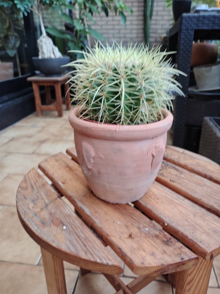 Echinocactus grusonii, schoonmoedersstoel, Huis en Inrichting, Kamerplanten, Ophalen, Minder dan 100 cm, In pot, Cactus