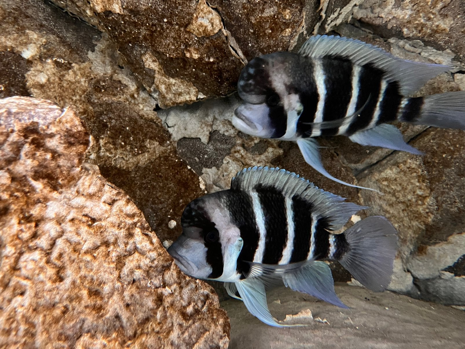 Cyphotilapia frontosa 'Burundi, Dieren en Toebehoren, Vis