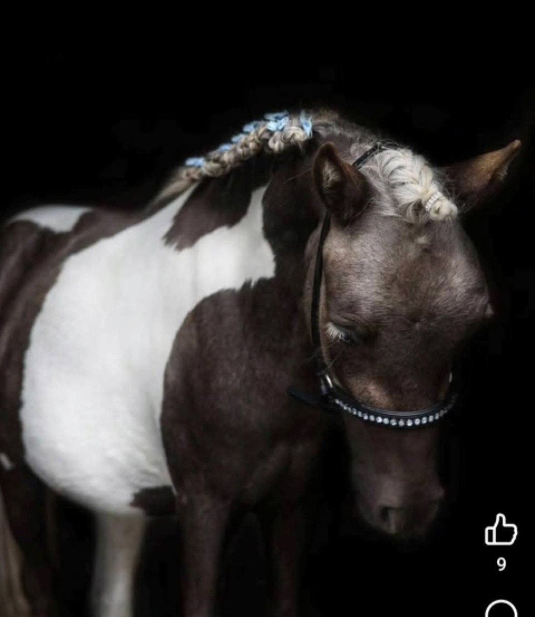 silverdapple minipaardje ruin, Dieren en Toebehoren, Pony's, Ruin, Ingeënt, 3 tot 6 jaar