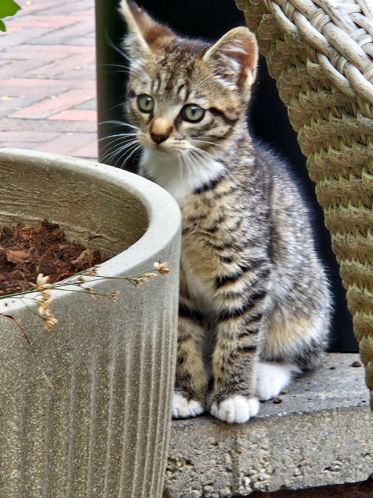 Jonge kitten te koop, Meerdere dieren, 0 tot 2 jaar