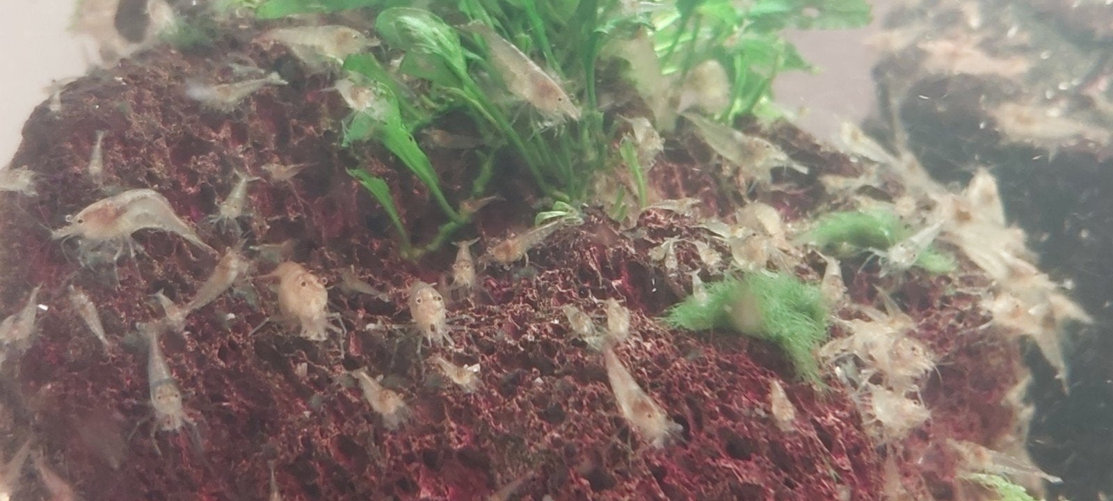 Wildkleur garnalen, Dieren en Toebehoren