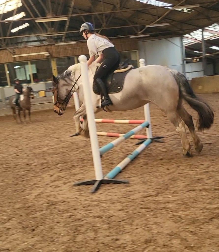 Verzorgster aangeboden/ verzorgpony gezocht, Dieren en Toebehoren, Ophalen of Verzenden, Nieuw