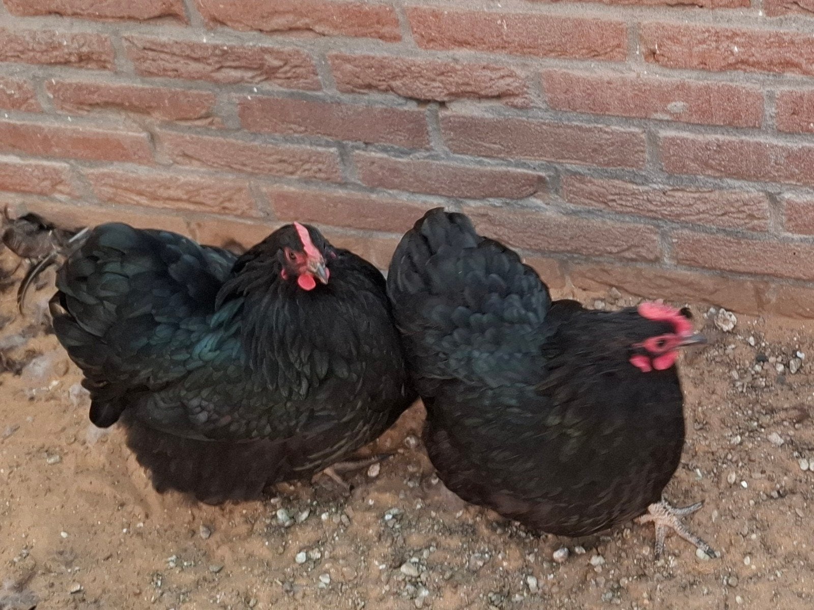 Orpington krielkippen zwart, Dieren en Toebehoren, Pluimvee, Vrouwelijk, Kip