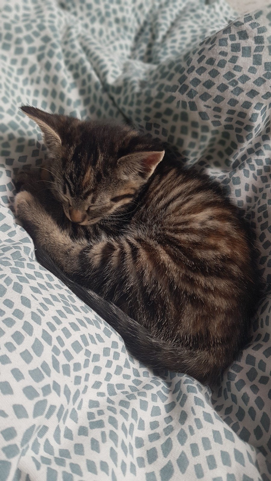 Lieve en mooie kitten, Dieren en Toebehoren, Poes, 0 tot 2 jaar