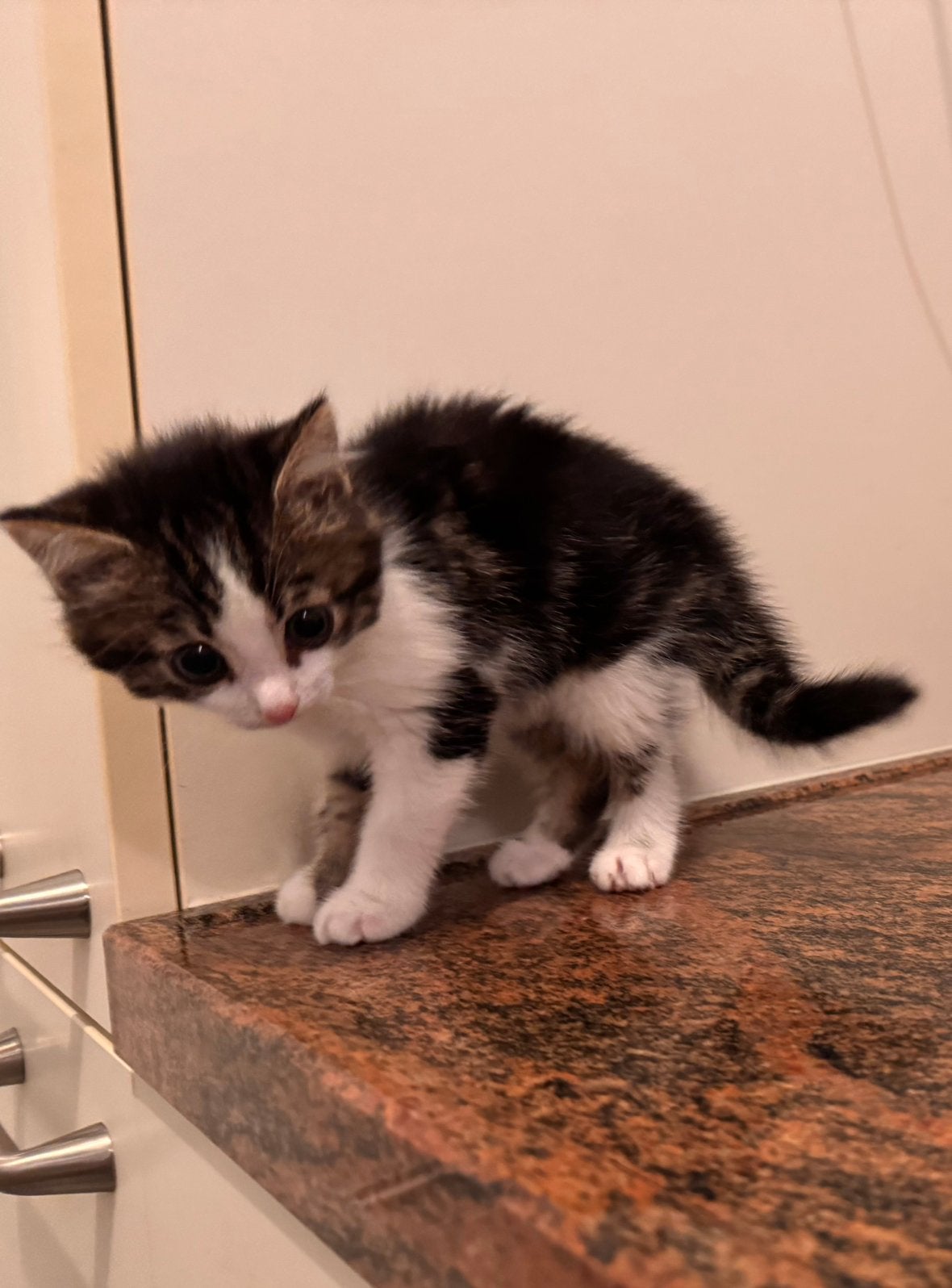 Lieve, sociale kitten zoekt een gouden mandje!, Dieren en Toebehoren, Meerdere dieren
