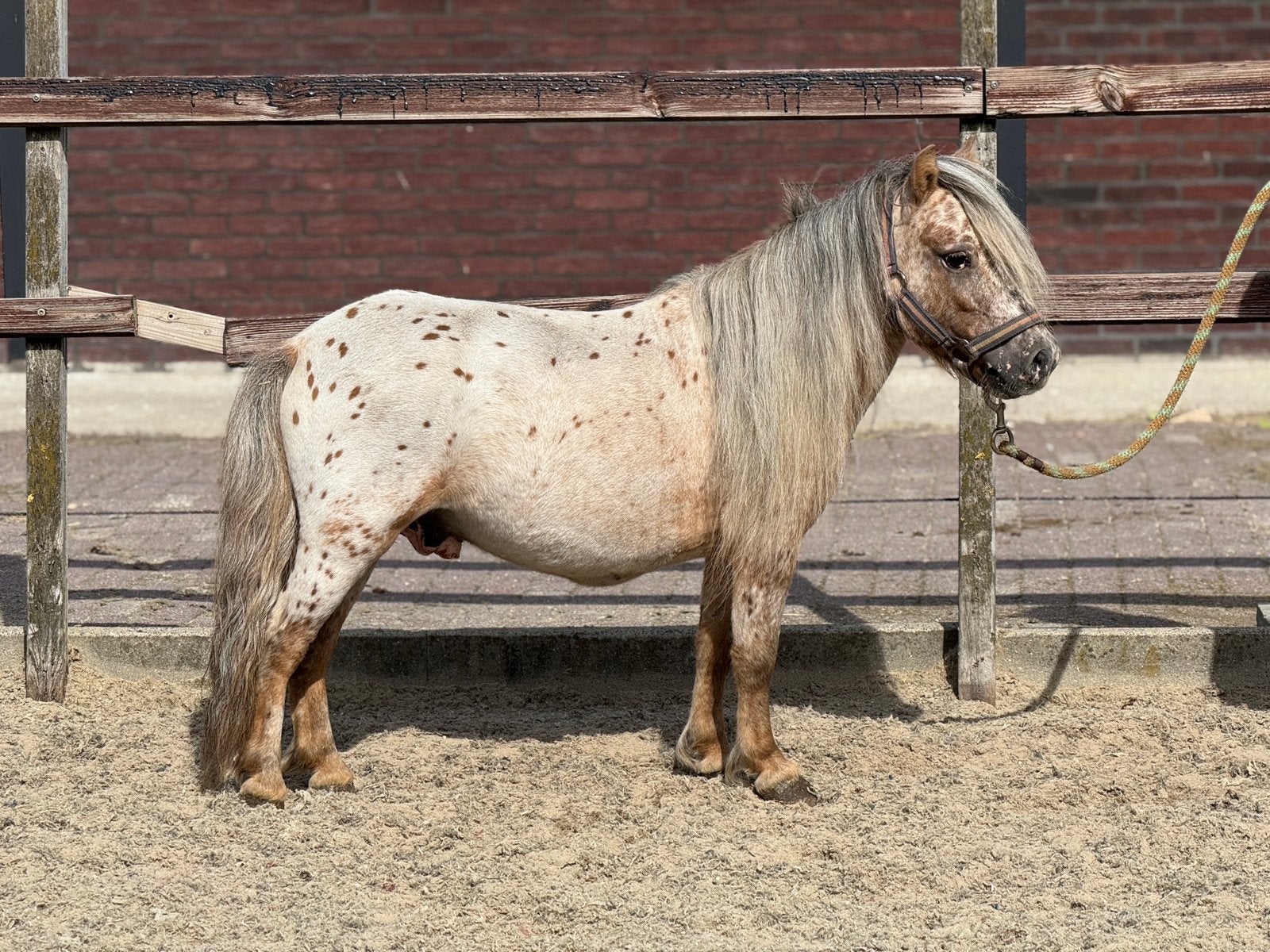 Super lieve en schattige appaloossa Shetlander, Ruin, Niet van toepassing, Gechipt, A pony (tot 1.17m)