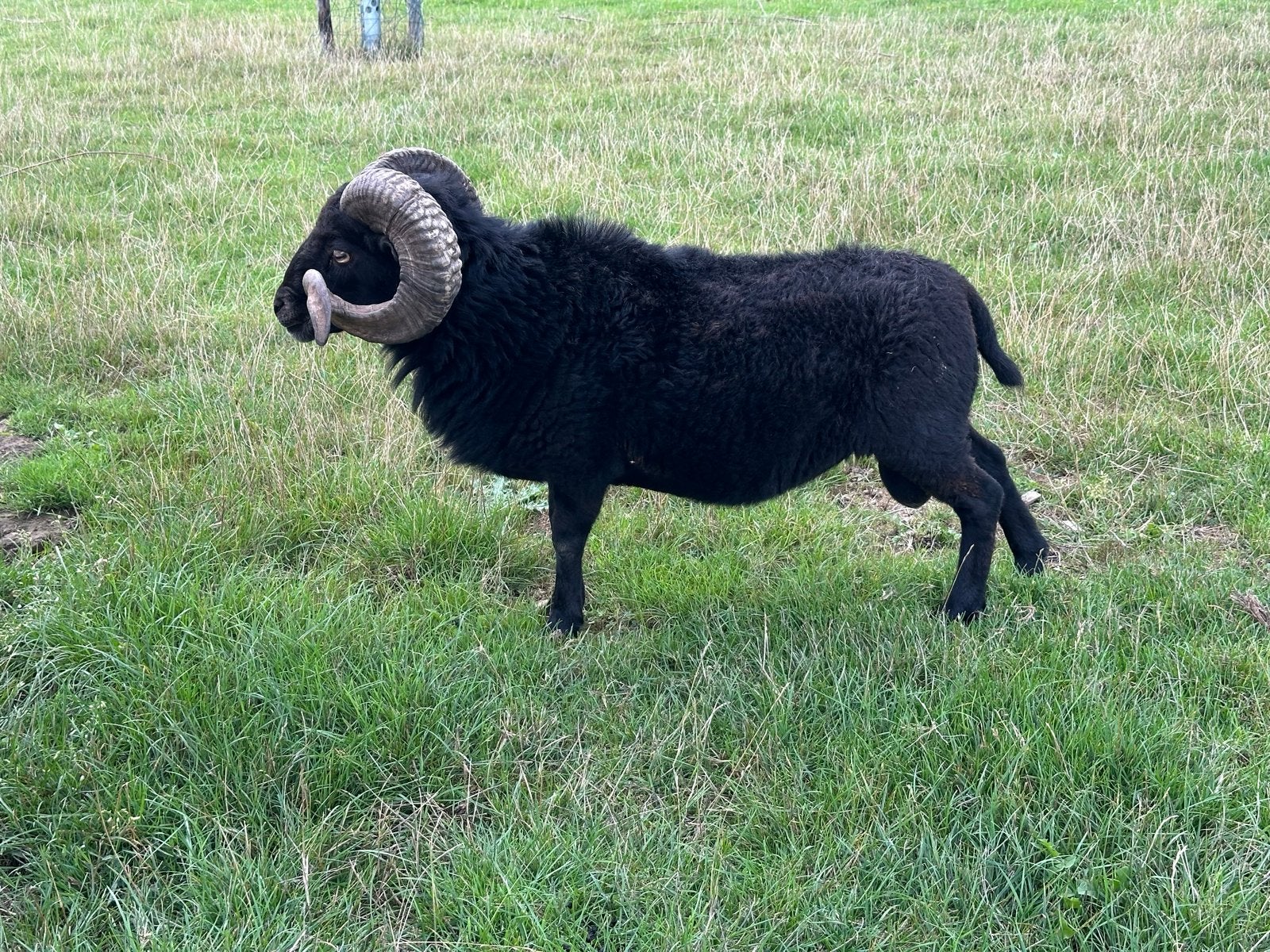 Ervaren prachtige dekram Ouessant, Mannelijk, Schaap