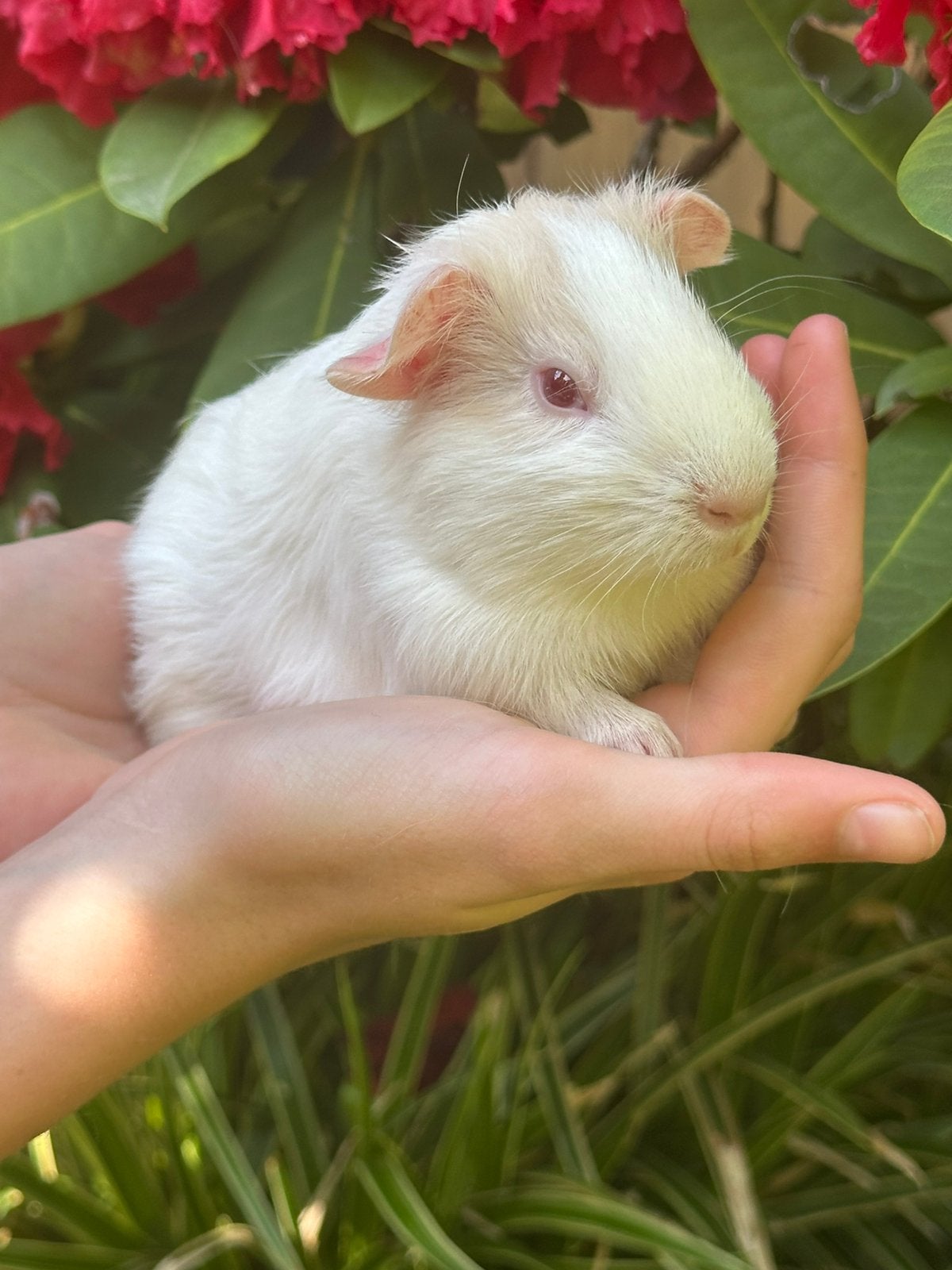 Schattig jong Cavia beertje (Sneeuwvlok) zoekt huisje!, Cavia, April, Mannelijk, Tam