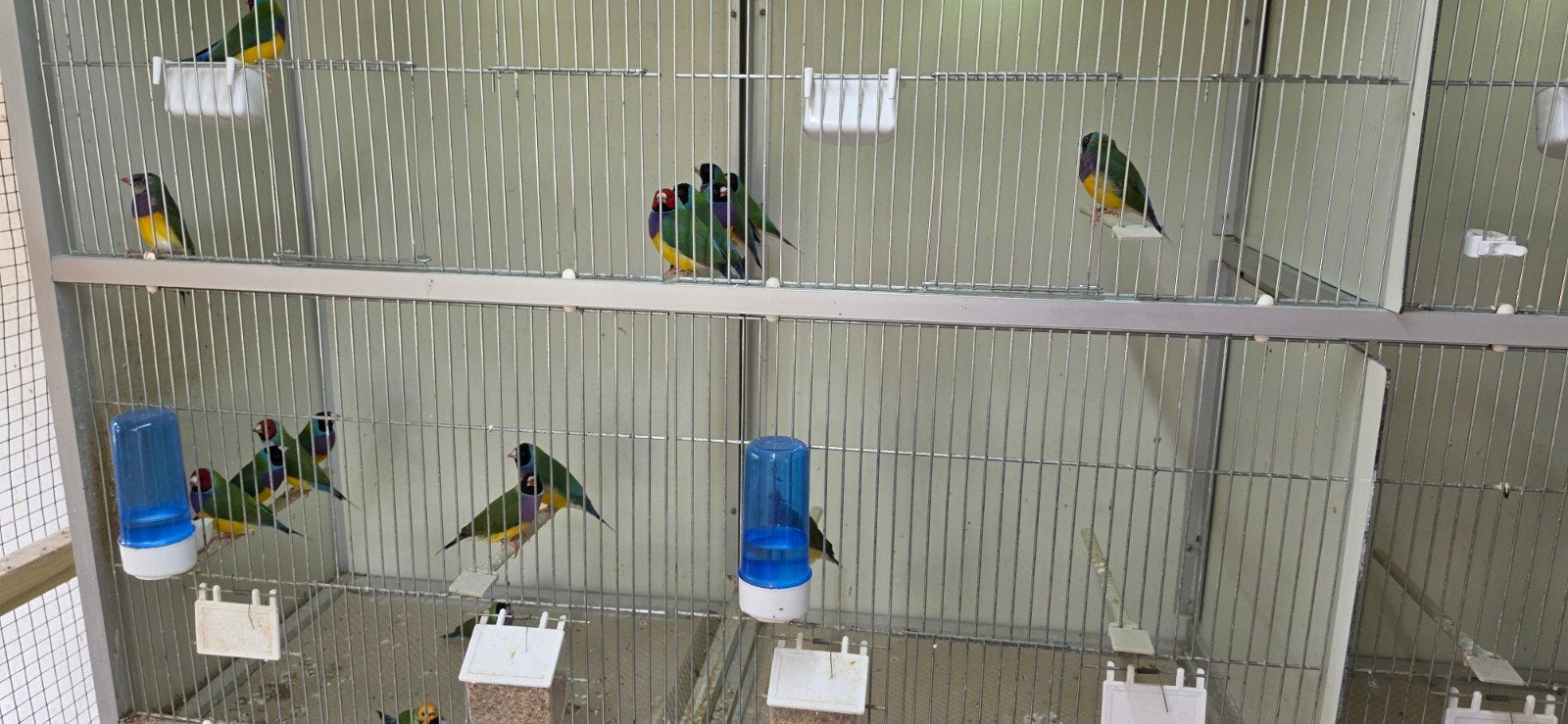 Gouldamadine mannen en poppen, Dieren en Toebehoren, Meerdere dieren