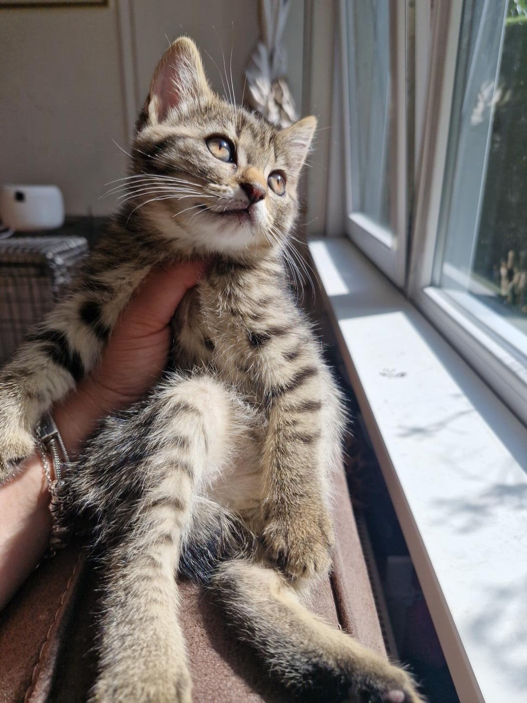 🐾💕 Lieve pluizenbolletjes zoeken hun gouden mandje! 💕🐾, Dieren en Toebehoren, Meerdere dieren, Langharig, 0 tot 2 jaar