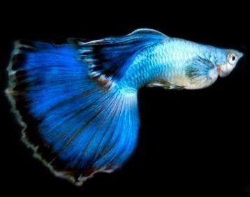 te koop guppen, Dieren en Toebehoren, Vissen | Aquariumvissen, Vis, Zoetwatervis