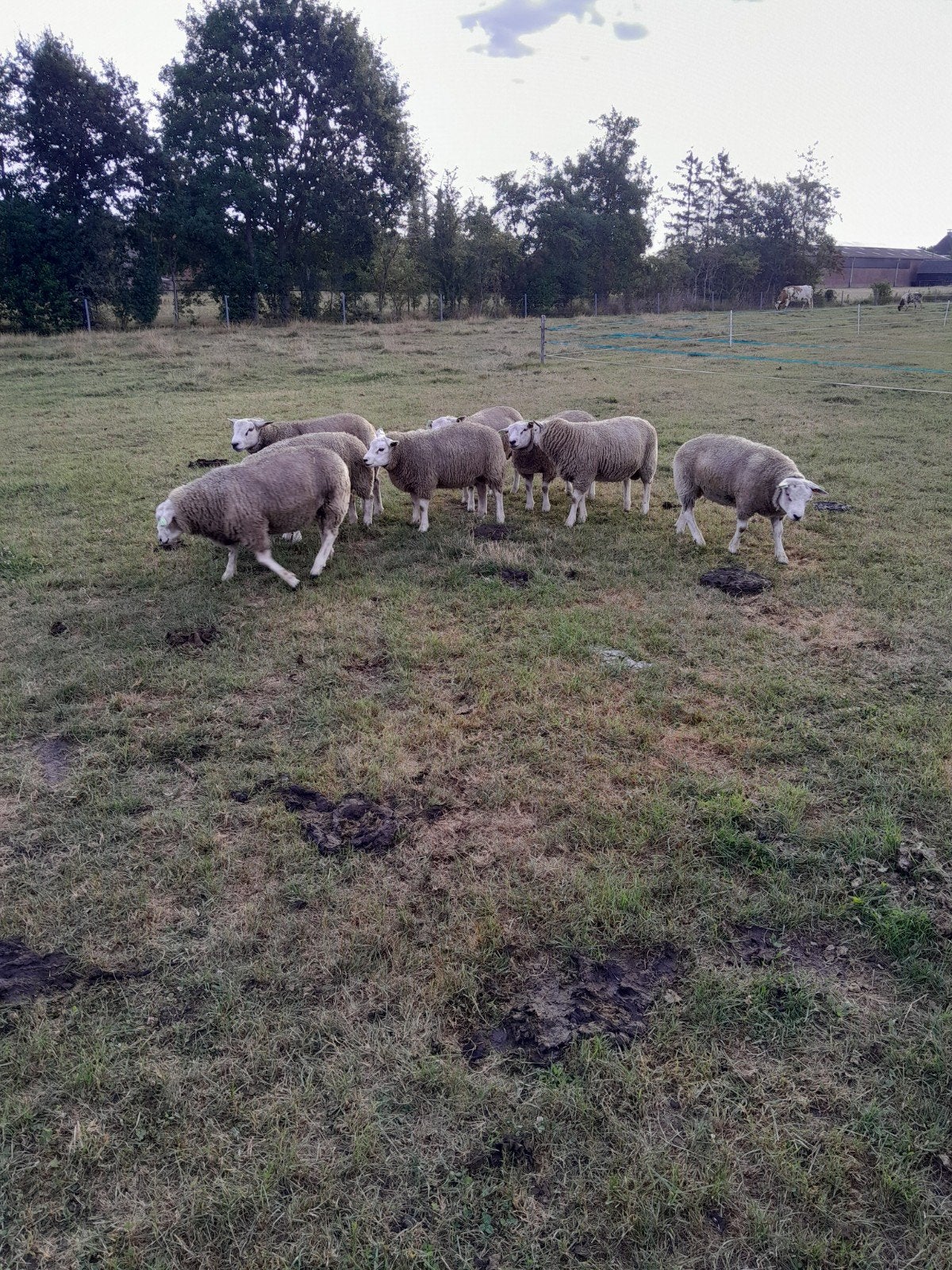texelaarse dekrammen, Dieren en Toebehoren, Schapen, Geiten en Varkens, Mannelijk, Schaap
