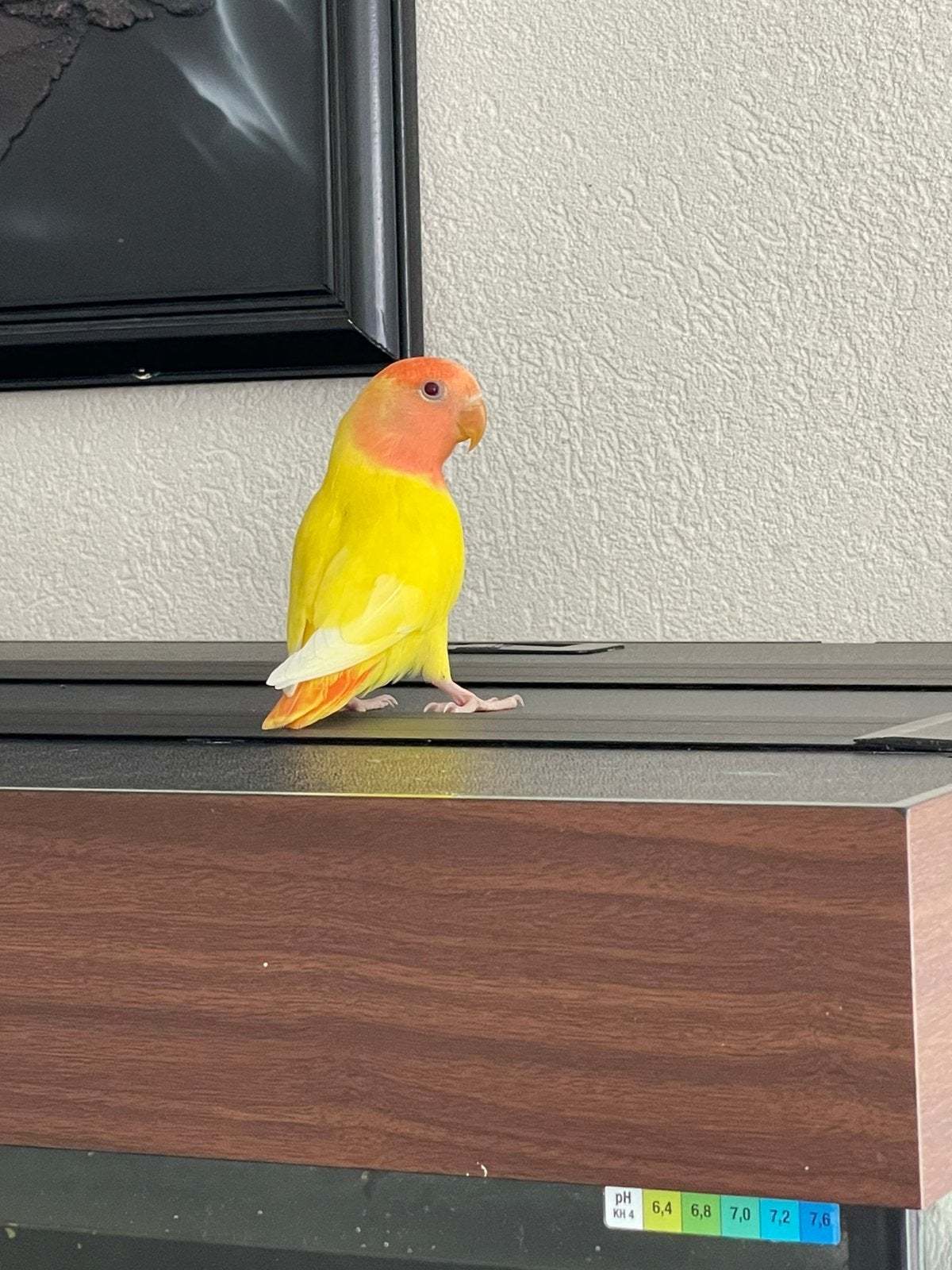 Agapornis Dwergpapegaai Lovebird Handtam bijt niet, Dieren en Toebehoren, Vogels | Parkieten en Papegaaien, Meerdere dieren, Dwergpapegaai of Agapornis
