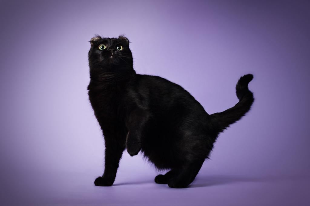 Prachtige lieve poes | aanhankelijk | American curl, Dieren en Toebehoren, Poes