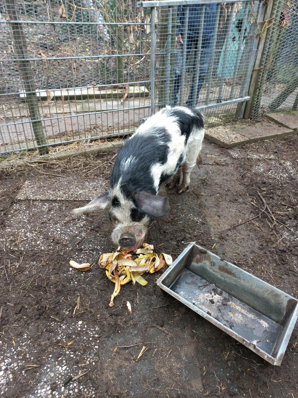 bonte varken, Mannelijk, Varken, 0 tot 2 jaar