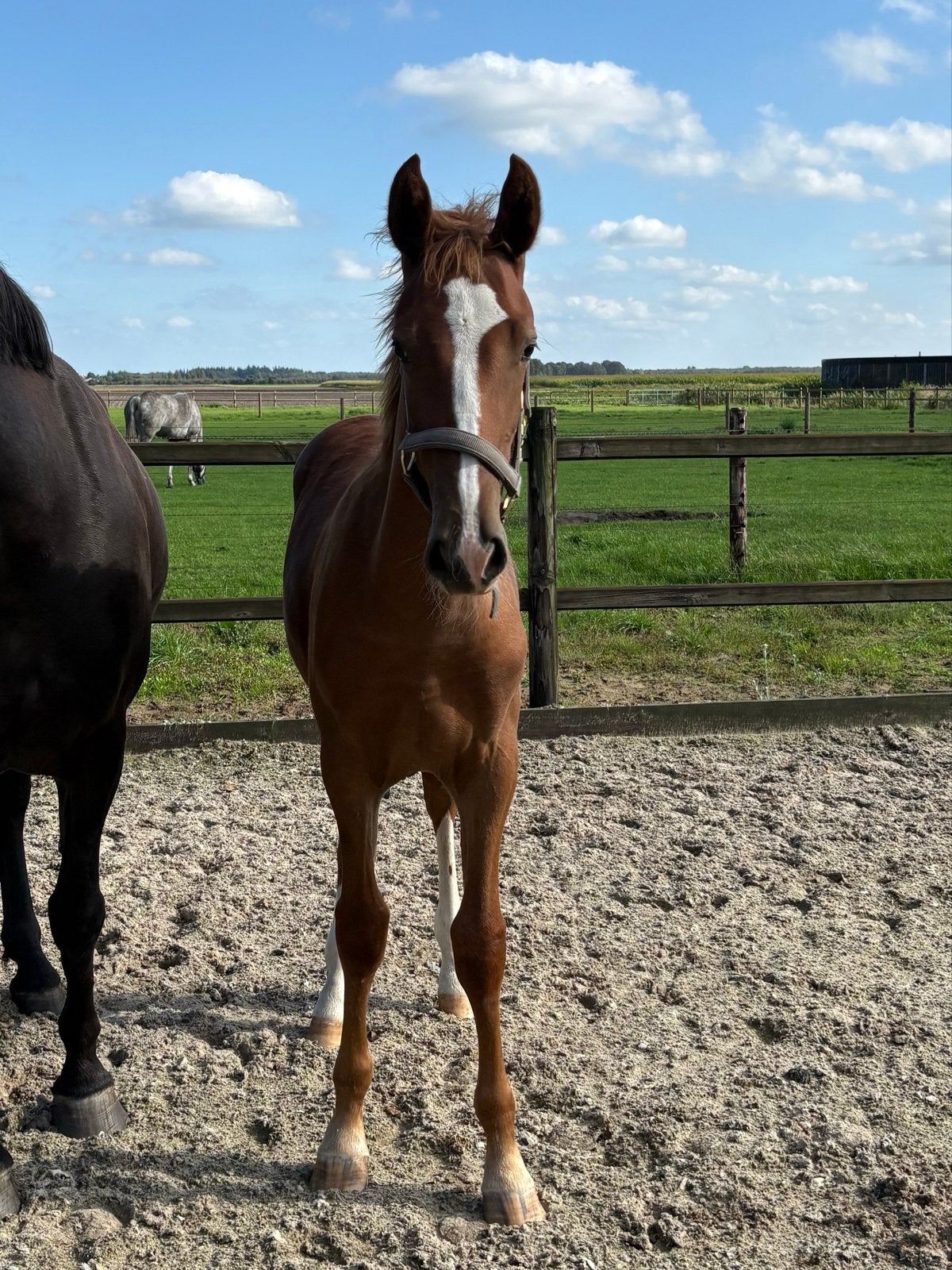 Gelders hengstenveulen., Gechipt, Minder dan 160 cm, Dressuurpaard, 0 tot 2 jaar