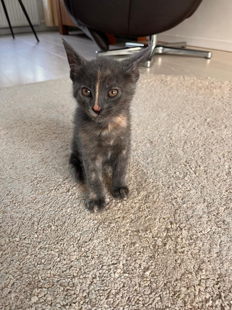 Grijze kitten direct ophalen, Poes, 0 tot 2 jaar