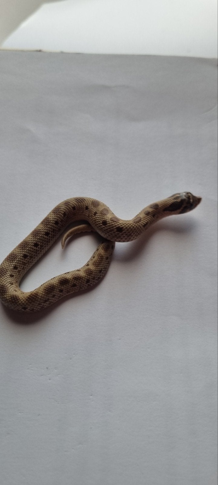 haakneusslangen (heterodon nasicus) Hognose Snake photo 2