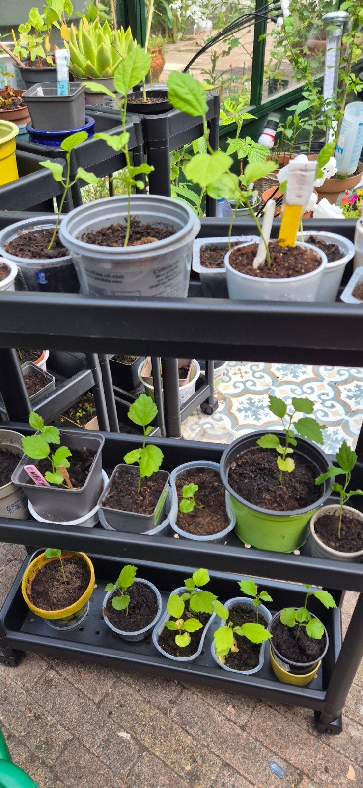 Hybiscus zaailingen, Overige soorten, Volle zon, Vaste plant, Ophalen of Verzenden