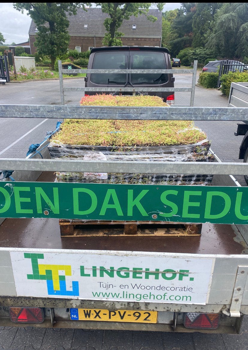 Sedum voor een mooi duurzaam groendak, Ophalen of Verzenden, Volle zon