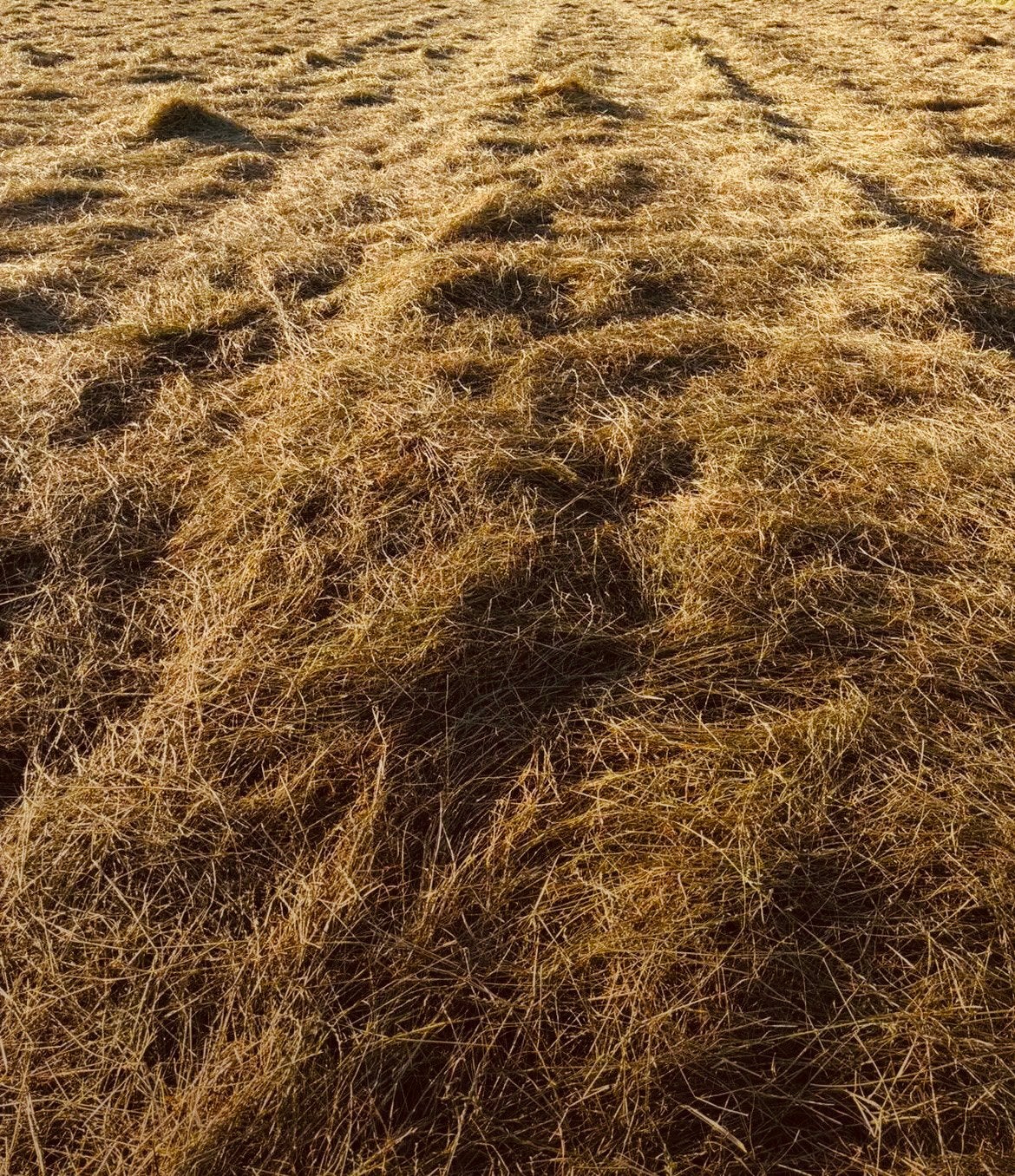 Natuurhooi te koop – omgeving Heeg, Ophalen of Verzenden
