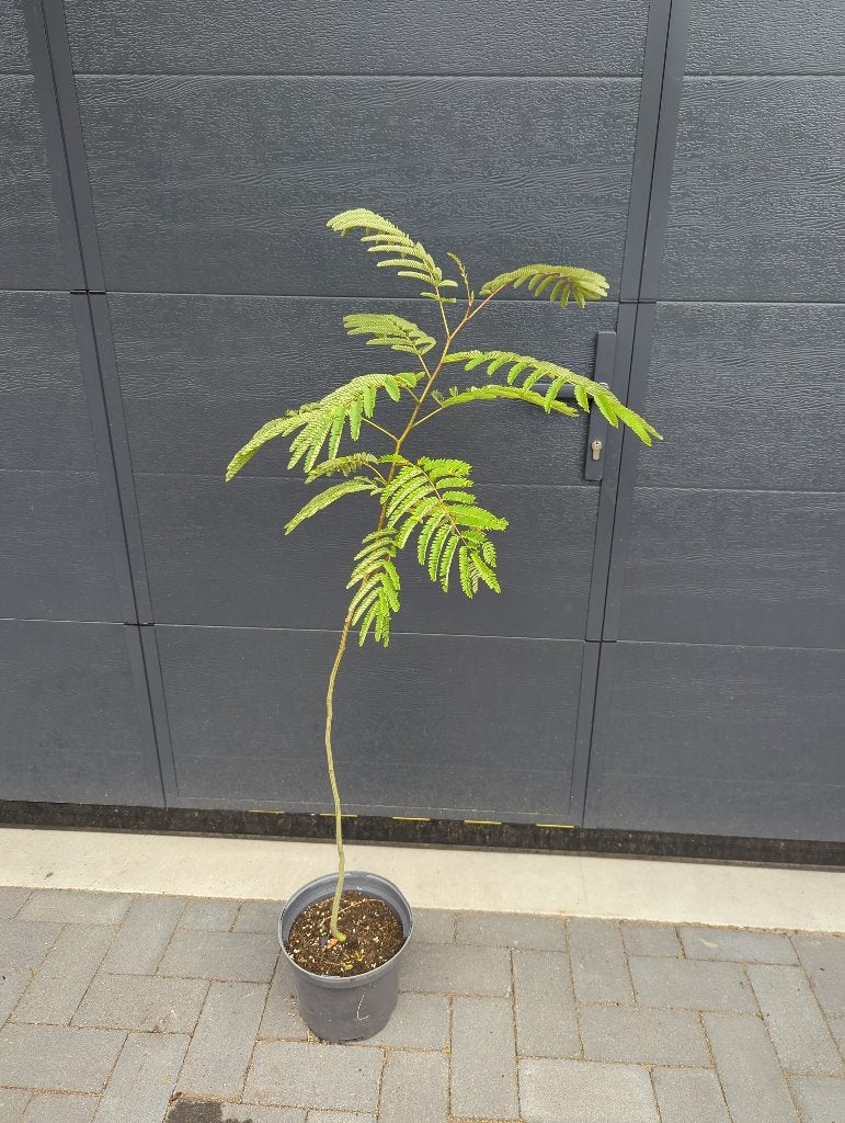 Albizia Kalkora, Overige soorten, 100 tot 250 cm, Ophalen, Volle zon