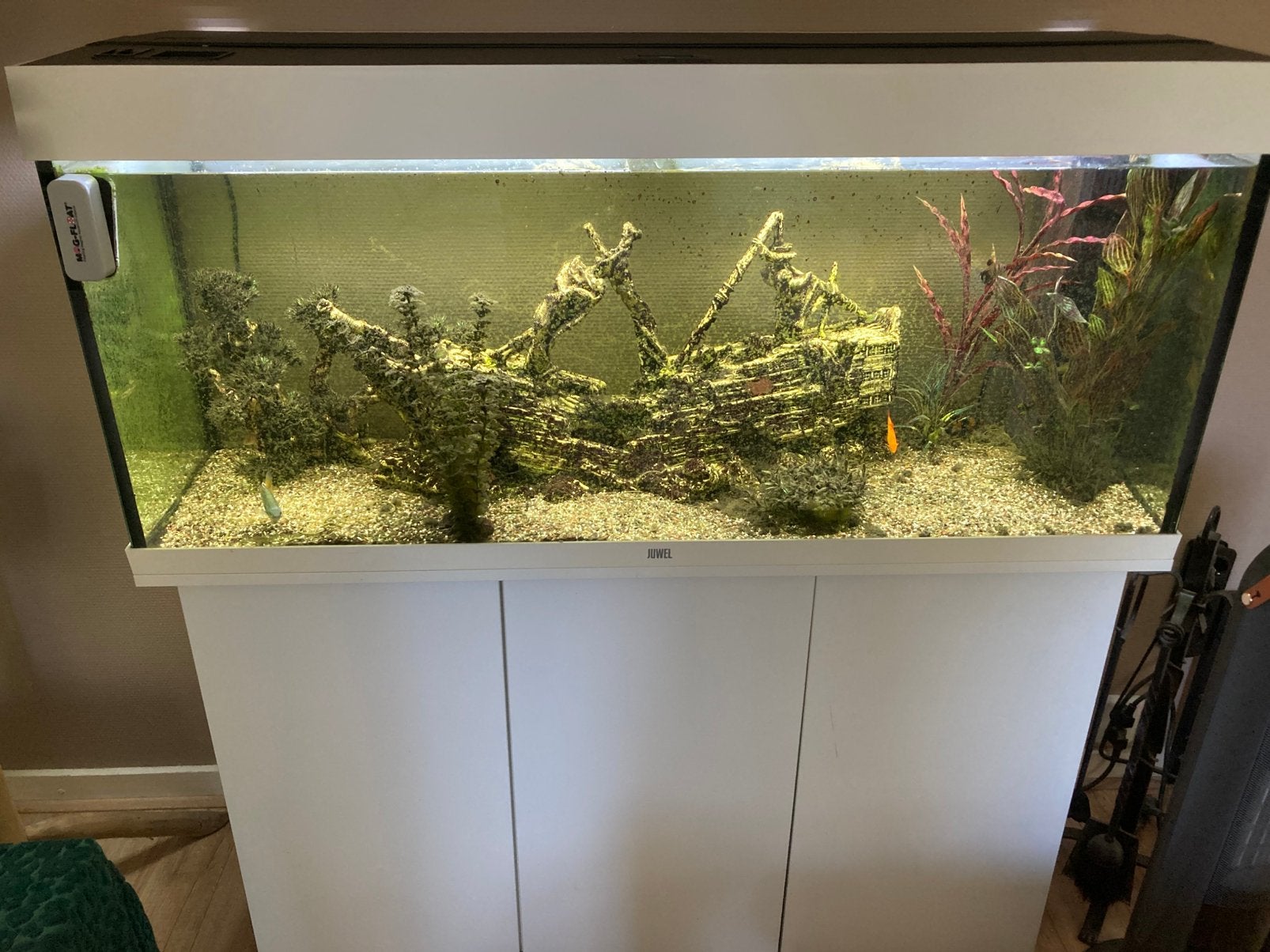 Compleet groot aquarium, Ophalen, Gebruikt, Inclusief vissen, Gevuld zoetwateraquarium