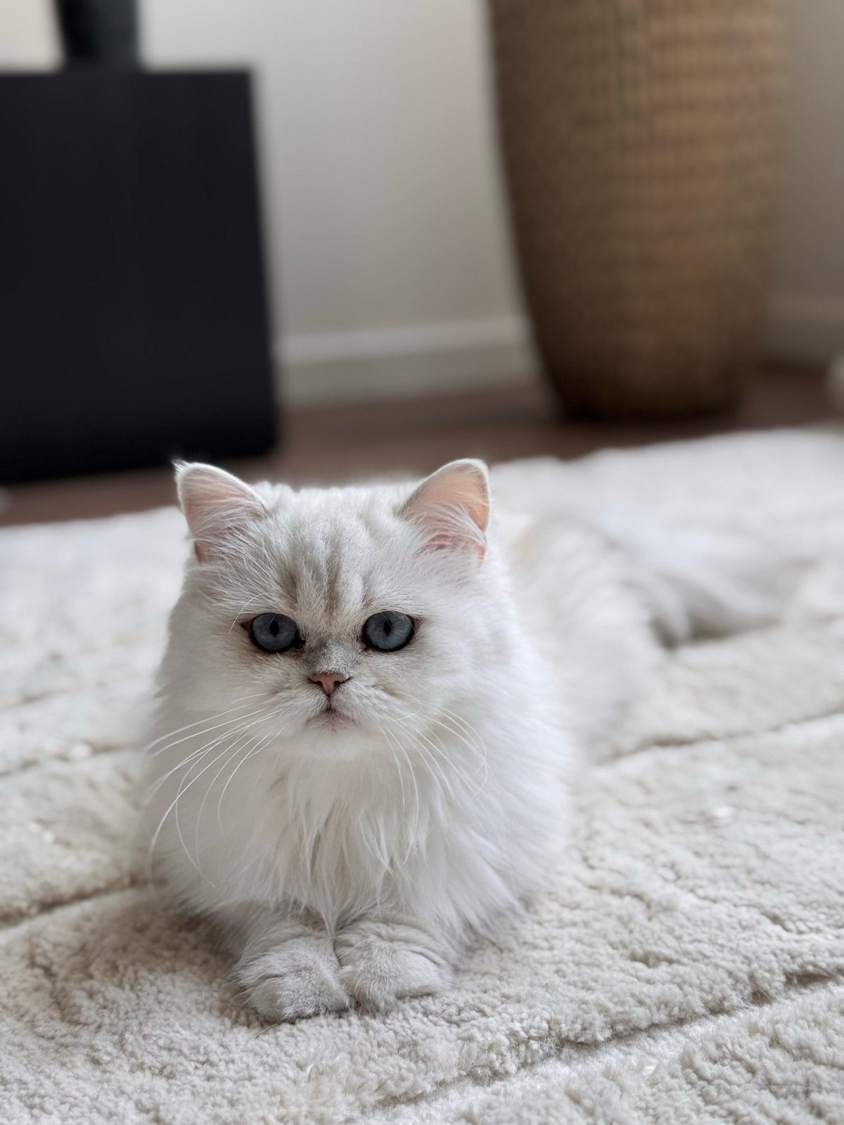 Perzische poes zoekt nieuw huisje, Poes, Langharig, 3 tot 5 jaar