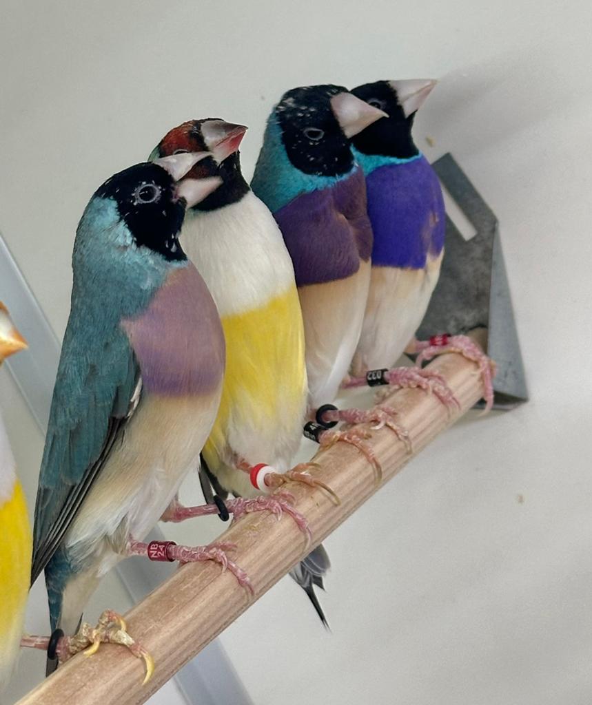 Blauwe gouldamadines, Meerdere dieren