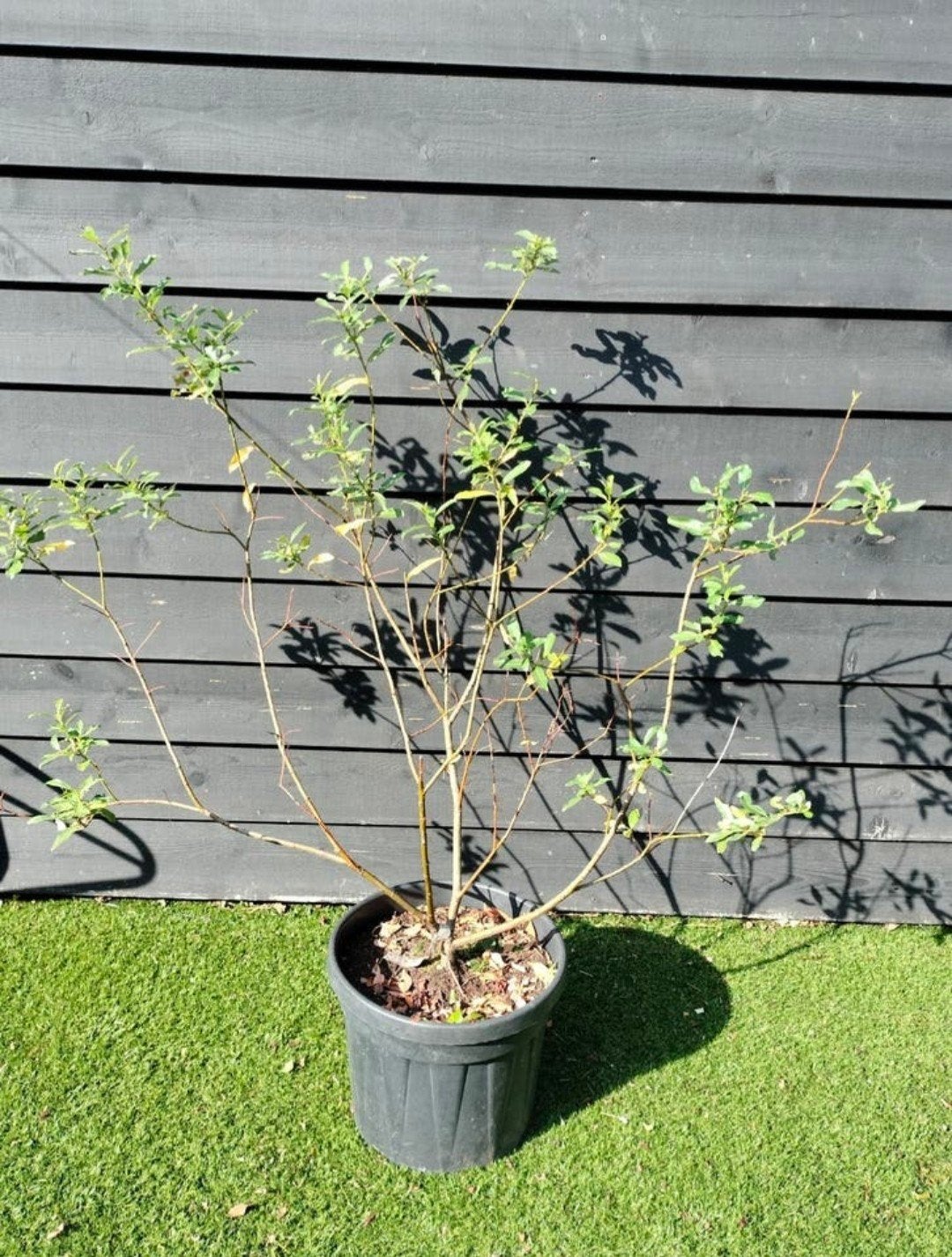 Zwarte Katjeswilg (Salix gracilistyla 'Melanostachys'), Tuin en Terras, Overige soorten, Lente, 100 tot 250 cm, Ophalen