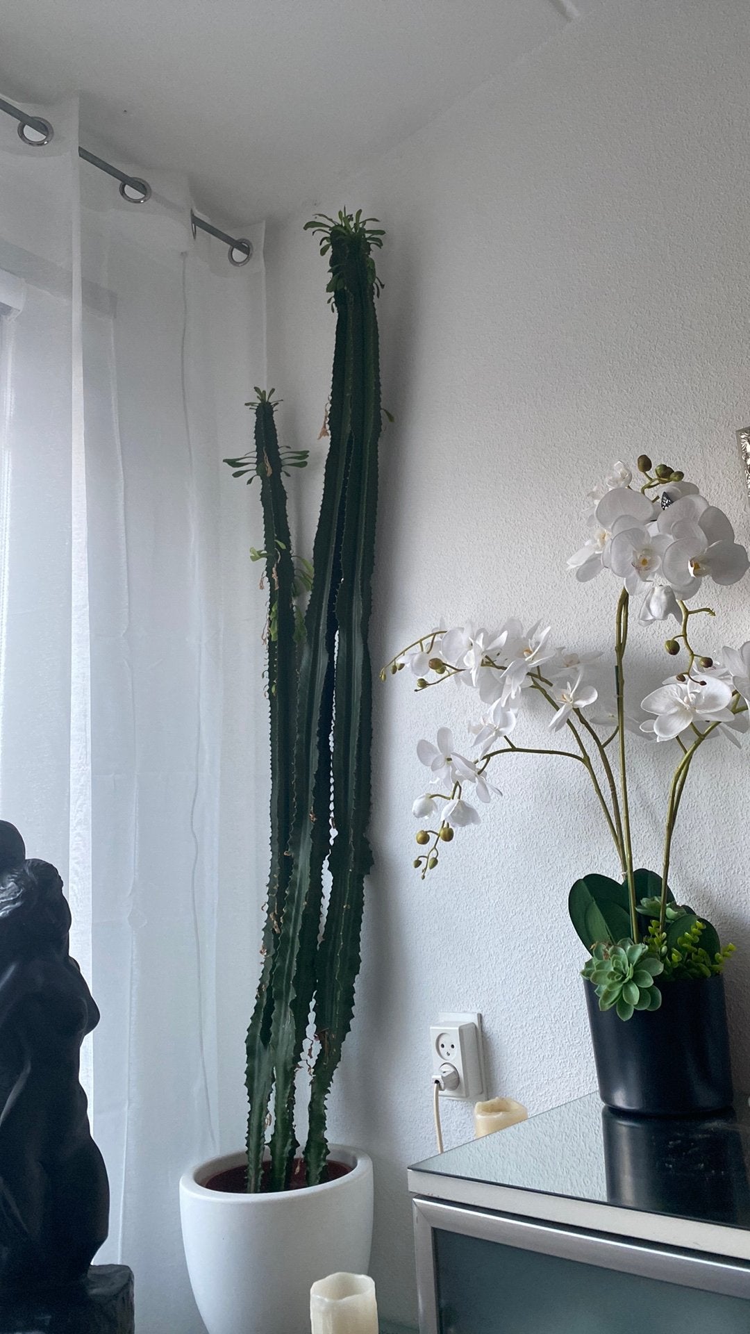 Grote cactus plant in pot, Ophalen, Zo goed als nieuw