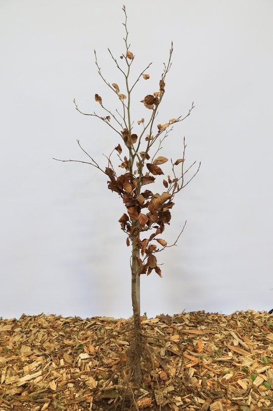 Haaggoed | Kale wortels | Bosplantsoen | Fagus Sylvatica, Ophalen, Beukenhaag, Haag, 100 tot 250 cm