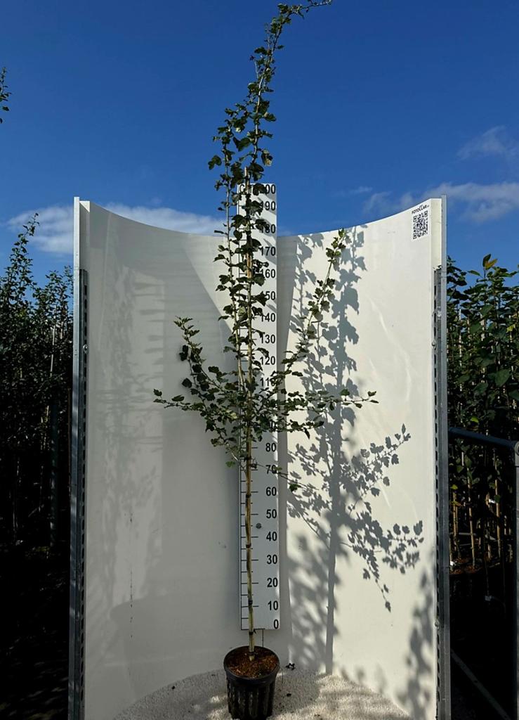 Crataegus laevigata 'Paul's Scarlet' 🌿🌺 (rode meidoorn), Tuin en Terras, Ophalen, Volle zon, Overige soorten
