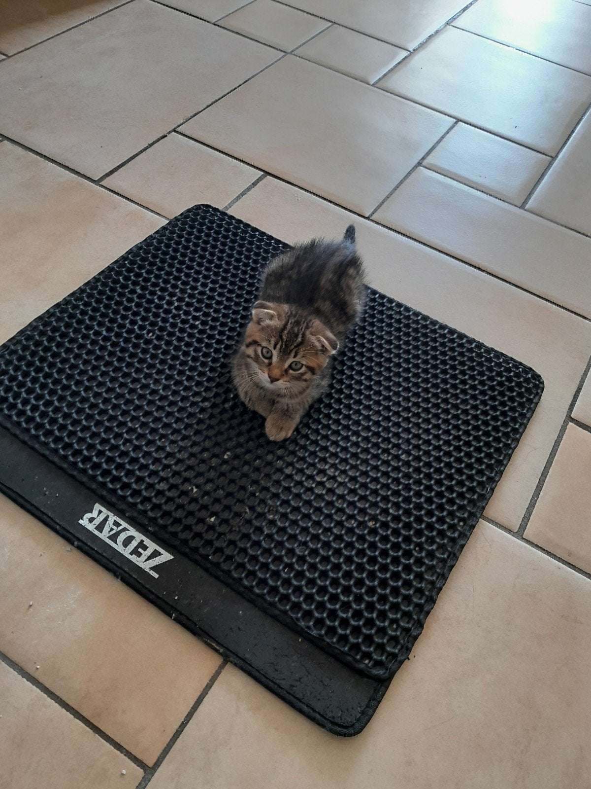 Gouden mandje gezocht 6 kittens van 2 maanden en 2 van 5 maa, Dieren en Toebehoren, Meerdere dieren