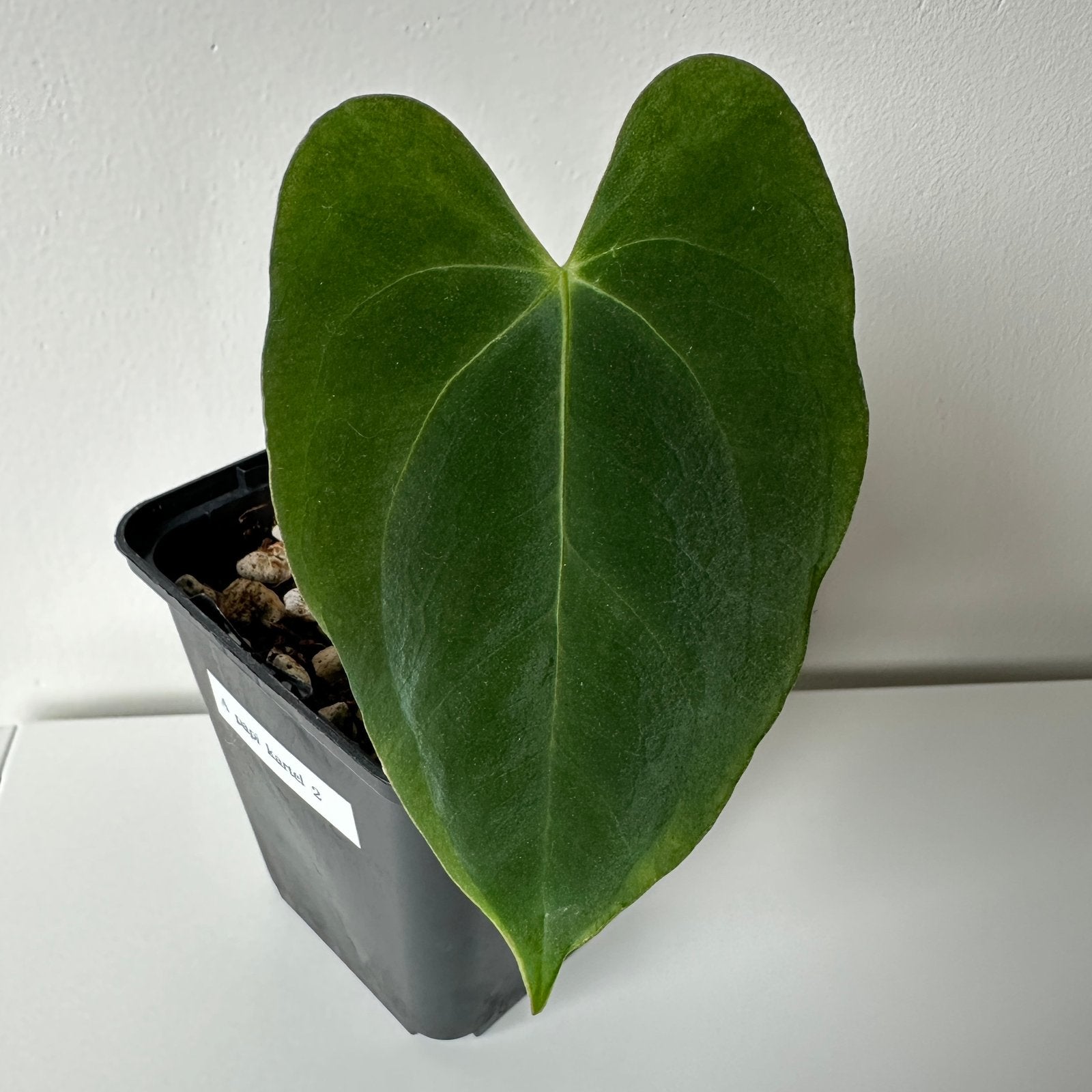 Anthurium papillilaminum hybrid x x-one clone - karteldaun, Ophalen of Verzenden, Halfschaduw, Minder dan 100 cm